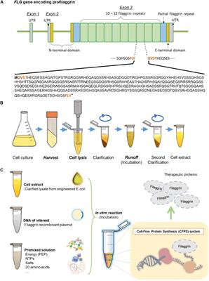 Tuning the Cell-Free Protein Synthesis System for Biomanufacturing of Monomeric Human Filaggrin